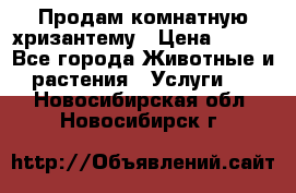 Продам комнатную хризантему › Цена ­ 250 - Все города Животные и растения » Услуги   . Новосибирская обл.,Новосибирск г.